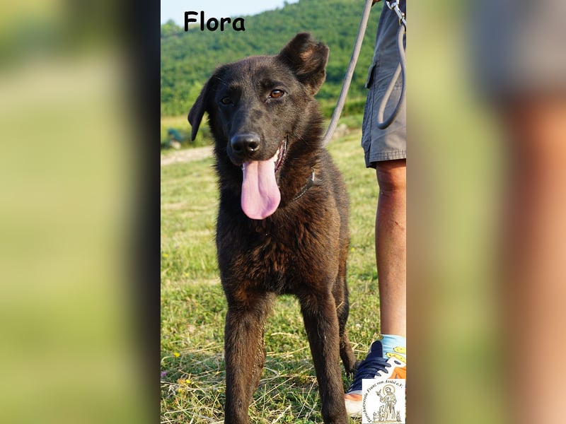 Flora – ein Sonnenschein, der dein Leben aufhellen wird!