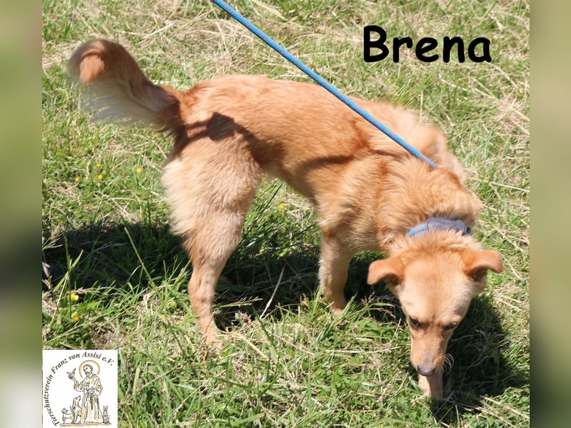Brena - Sanftmut im weichen Fell