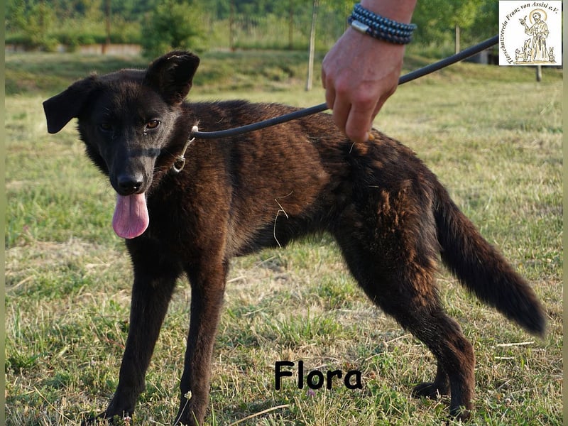 Flora – ein Sonnenschein, der dein Leben aufhellen wird!