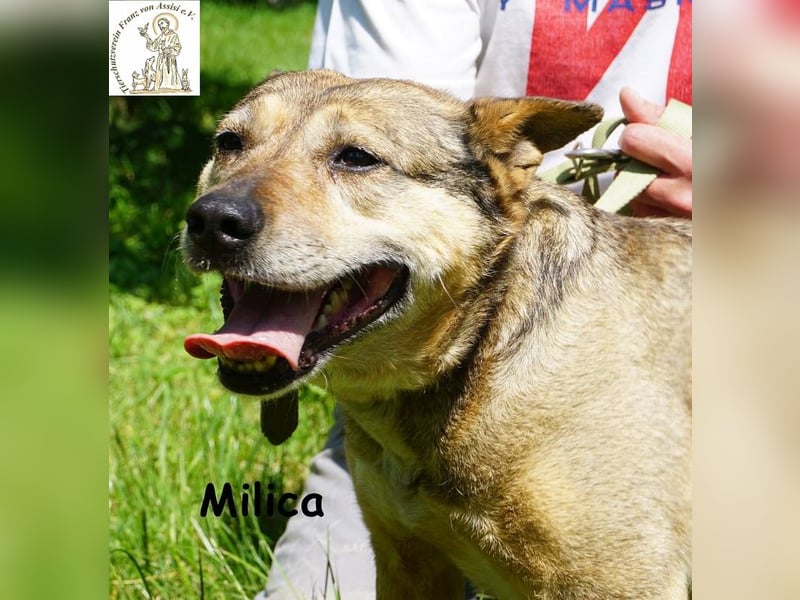 Milica – Endlich wälzen im Gras, endlich frei – mit Dir!