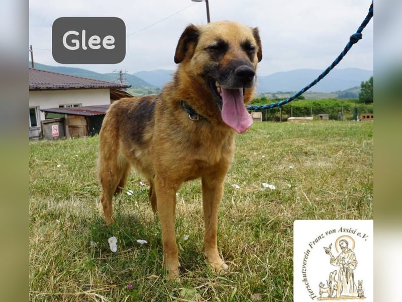 Glee – Ruhe, Herz und Abenteuerlust in einem Fellpaket!