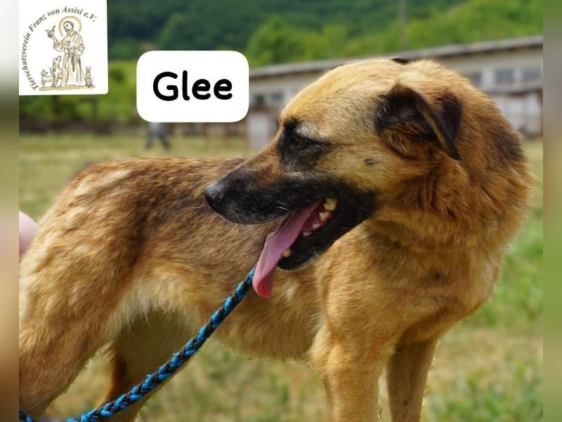 Glee – Ruhe, Herz und Abenteuerlust in einem Fellpaket!