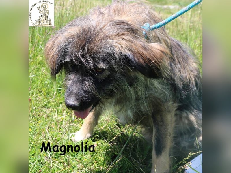 Magnolia – Ein Engel auf drei Beinen