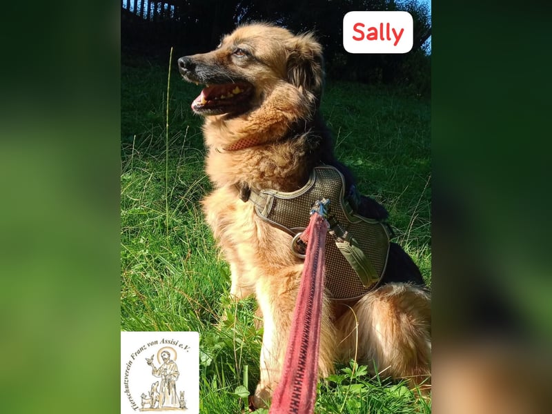Sally - die scheue Schönheit