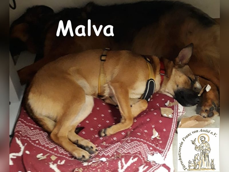 Malva – hübsche Junghündin sucht ihr Zuhause