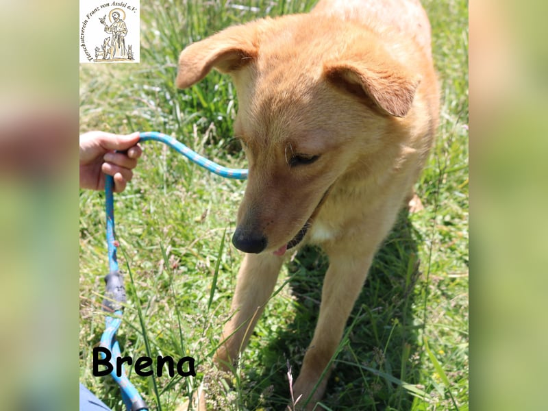 Brena - Sanftmut im weichen Fell