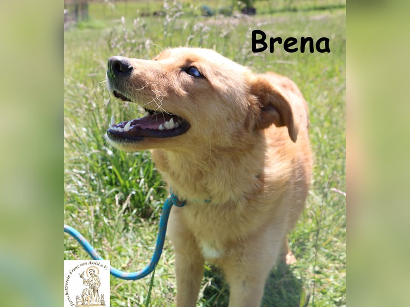 Brena - Sanftmut im weichen Fell