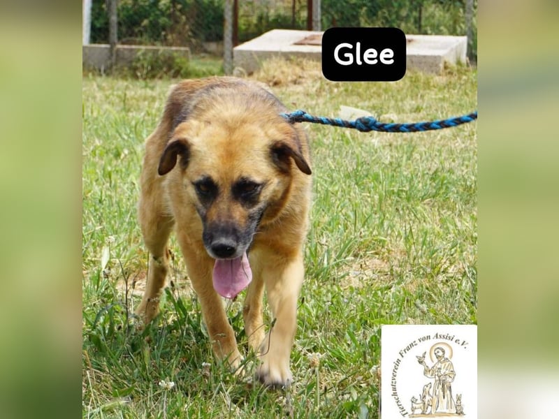 Glee – Ruhe, Herz und Abenteuerlust in einem Fellpaket!