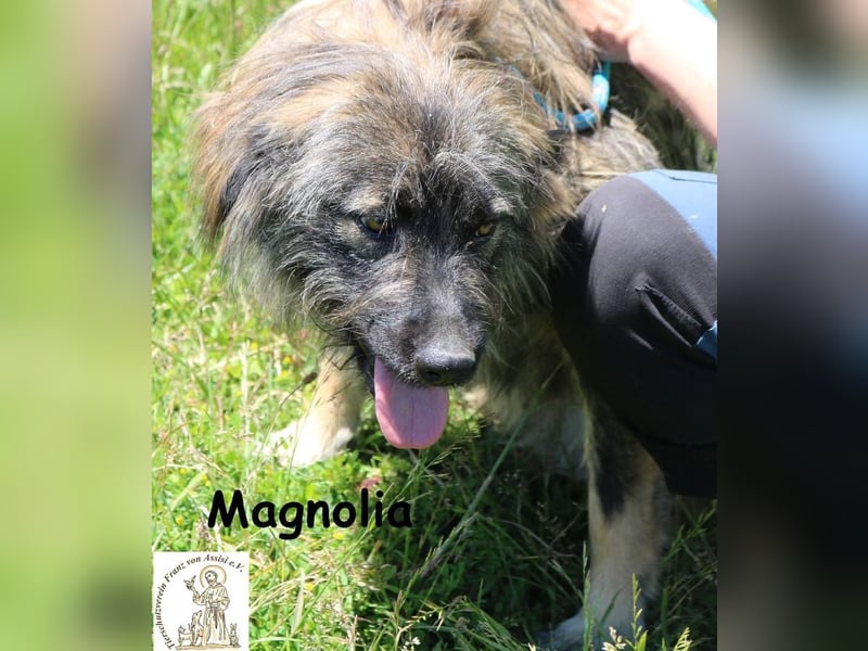 Magnolia – Ein Engel auf drei Beinen