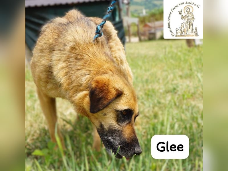 Glee – Ruhe, Herz und Abenteuerlust in einem Fellpaket!