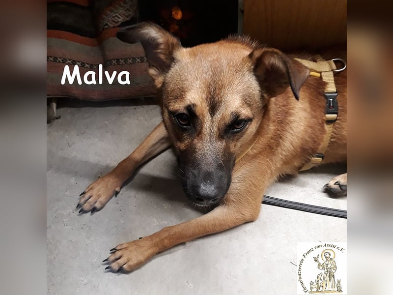Malva – hübsche Junghündin sucht ihr Zuhause