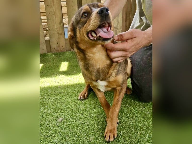 Kleine 9 kg Junghündin Fee ist freundlich und verschmust