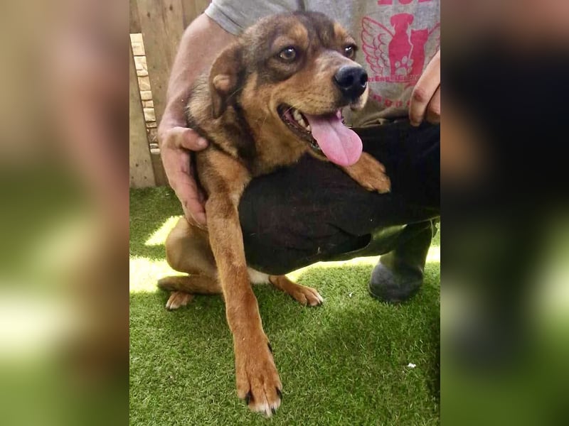 Kleine 9 kg Junghündin Fee ist freundlich und verschmust