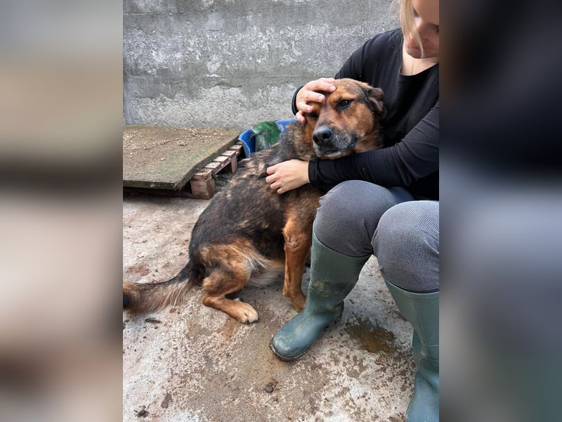 Mega verschmuste Seniorin Nikita