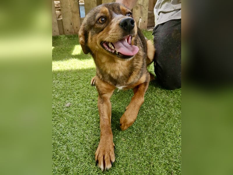 Kleine 9 kg Junghündin Fee ist freundlich und verschmust