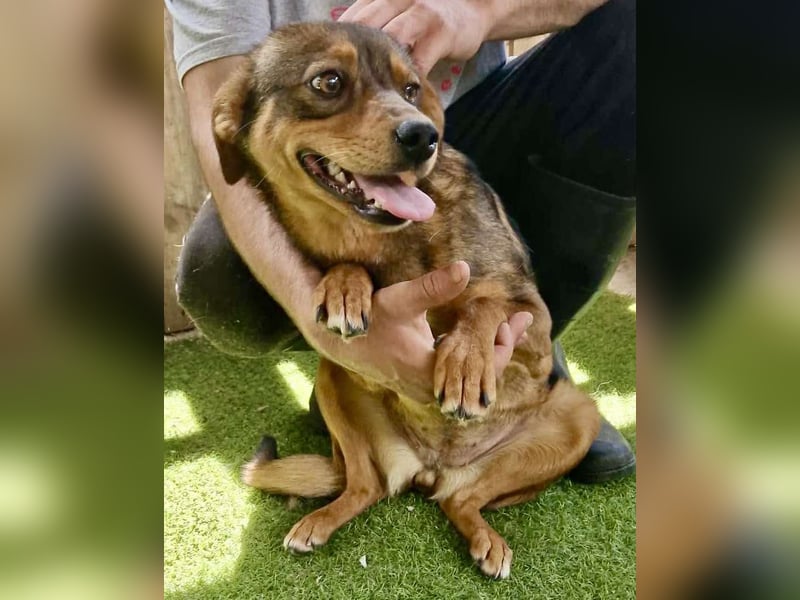 Kleine 9 kg Junghündin Fee ist freundlich und verschmust