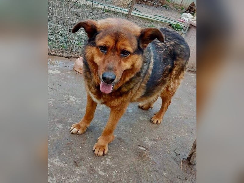 Mega verschmuste Seniorin Nikita