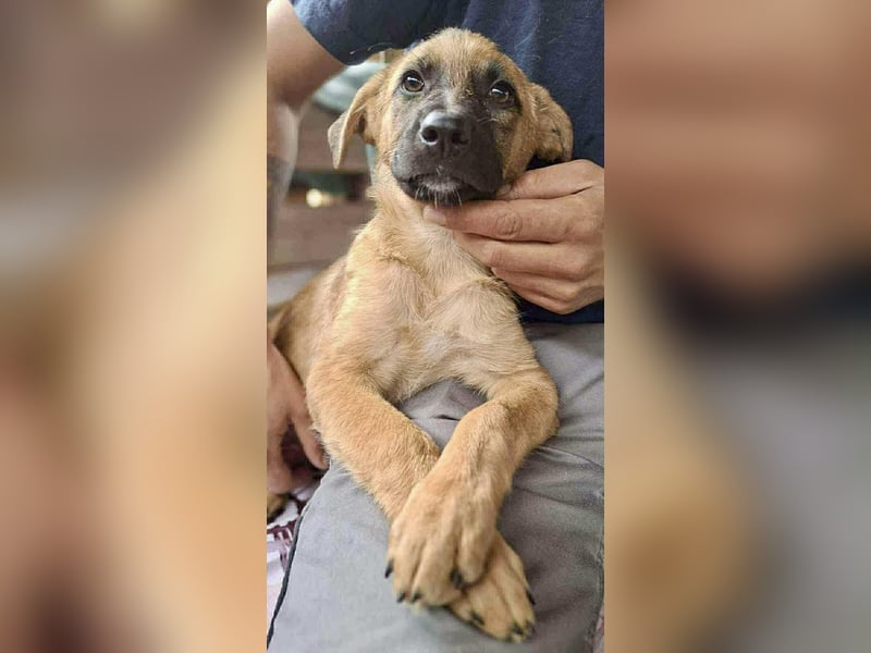 Shiva – 3,5 Monate jung, sucht liebevolle Kinderstube