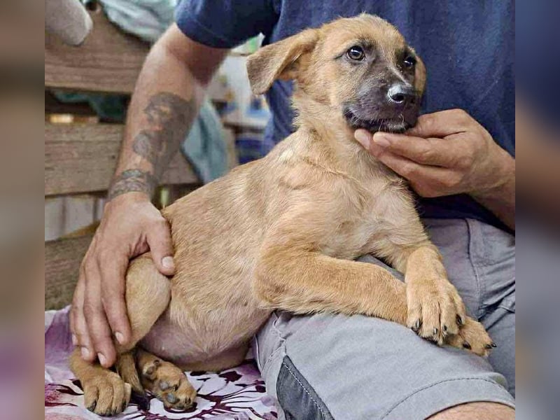 Shiva – 3,5 Monate jung, sucht liebevolle Kinderstube