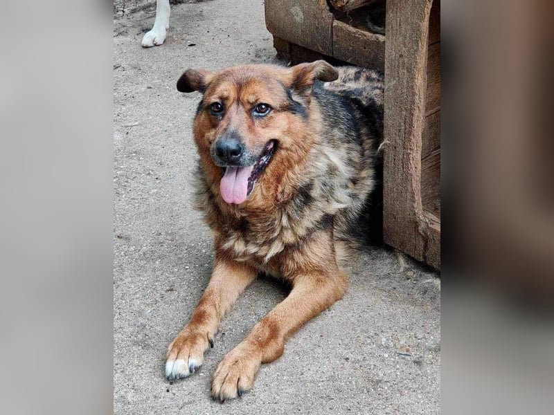 Mega verschmuste Seniorin Nikita