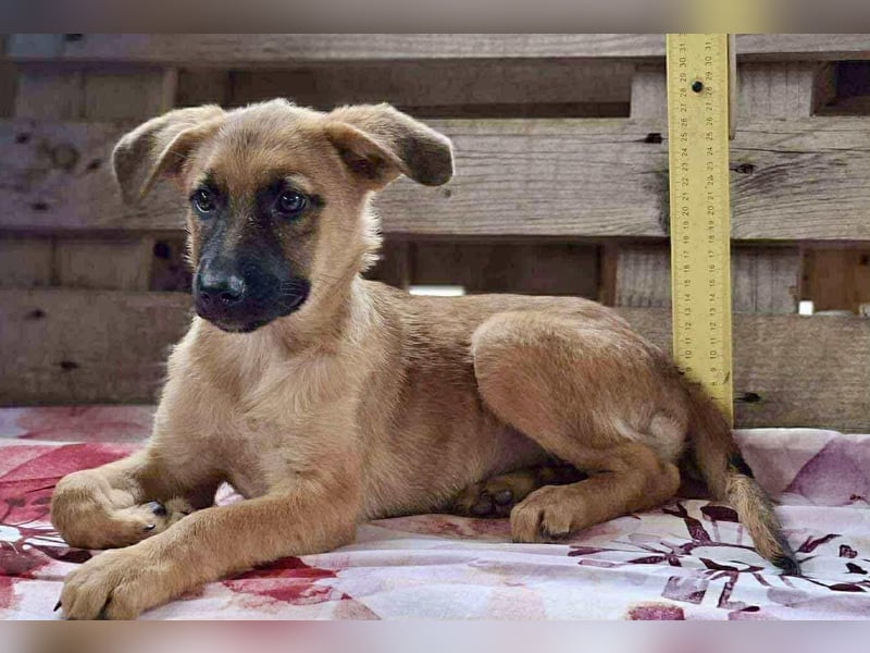 Shiva – 3,5 Monate jung, sucht liebevolle Kinderstube