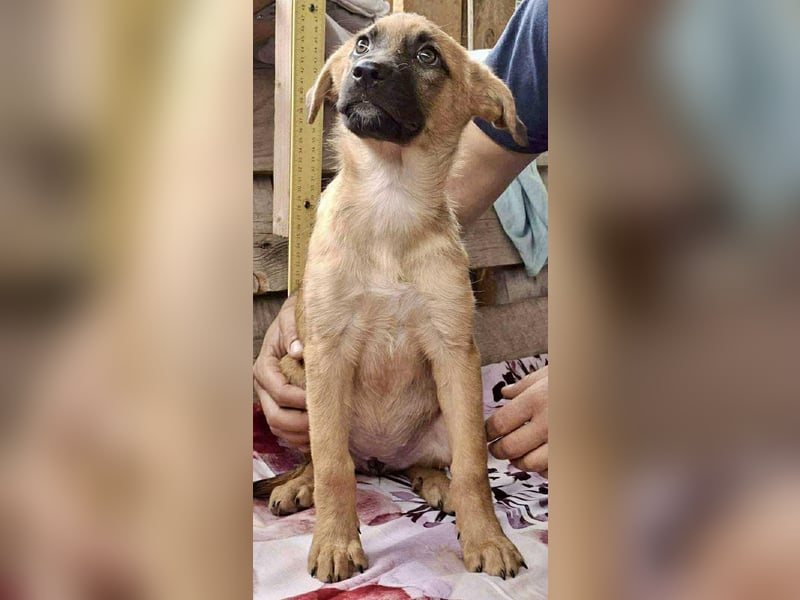Shiva – 3,5 Monate jung, sucht liebevolle Kinderstube