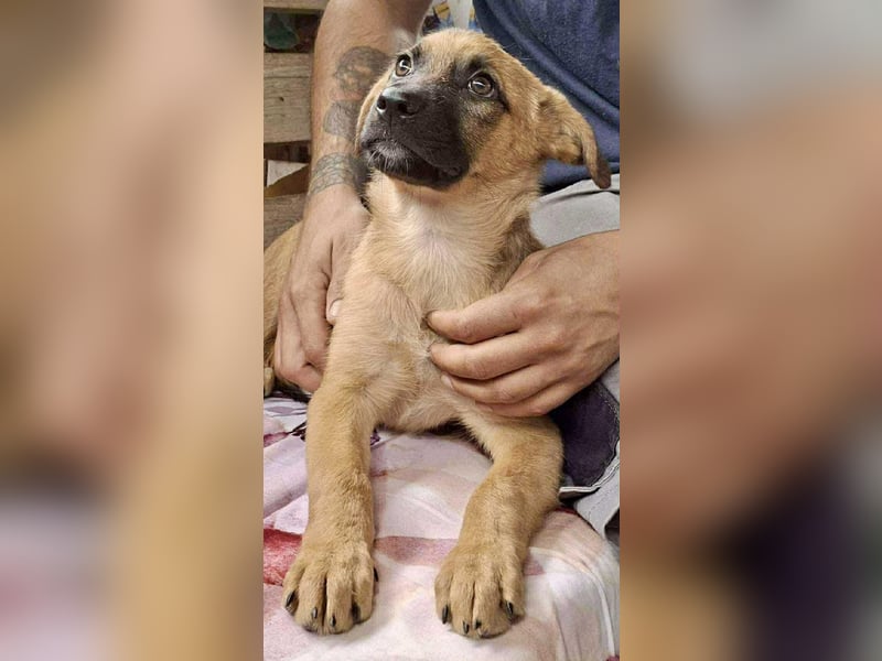 Shiva – 3,5 Monate jung, sucht liebevolle Kinderstube