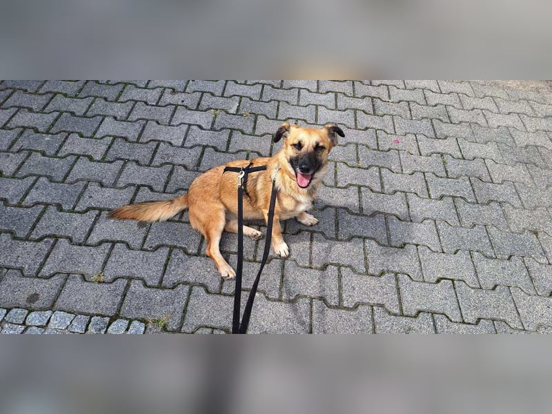 Liebevolle Hündin Lahja sucht ein Körbchen fürs Leben