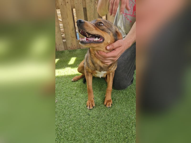 Kleine 9 kg Junghündin Fee ist freundlich und verschmust