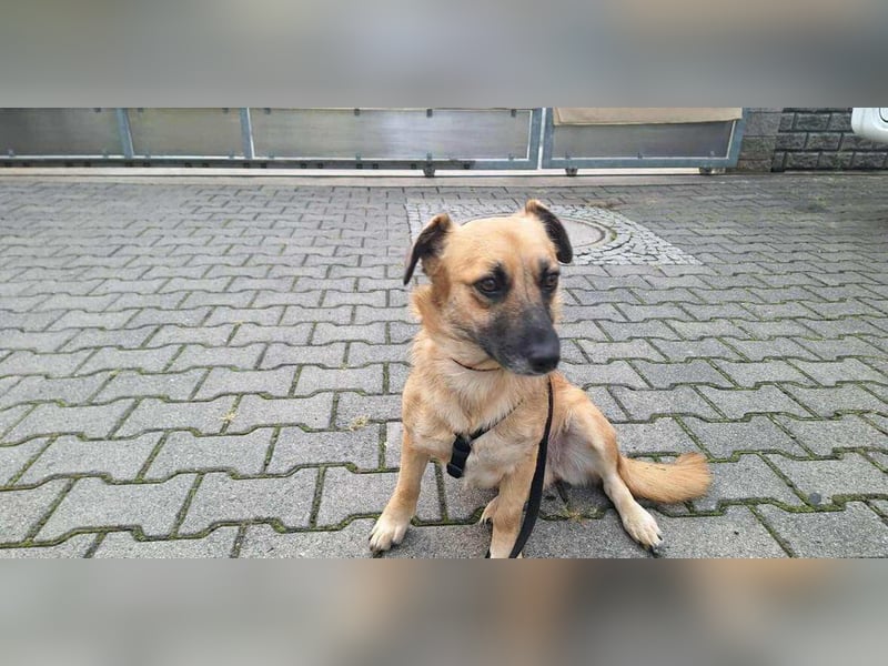 Liebevolle Hündin Lahja sucht ein Körbchen fürs Leben