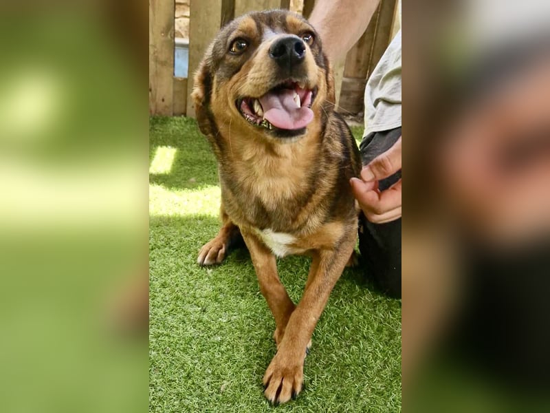 Kleine 9 kg Junghündin Fee ist freundlich und verschmust