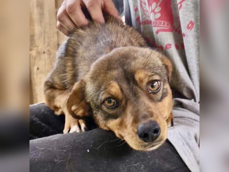 Kleine 9 kg Junghündin Fee ist freundlich und verschmust