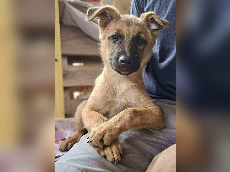 Shiva – 3,5 Monate jung, sucht liebevolle Kinderstube