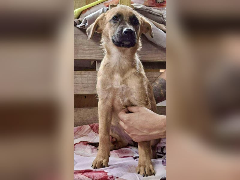 Shiva – 3,5 Monate jung, sucht liebevolle Kinderstube
