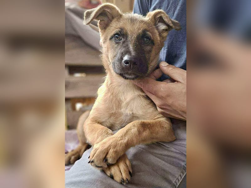 Shiva – 3,5 Monate jung, sucht liebevolle Kinderstube