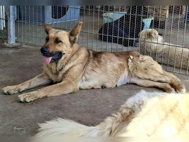 Sansa vermisst Liebe & Zuwendung