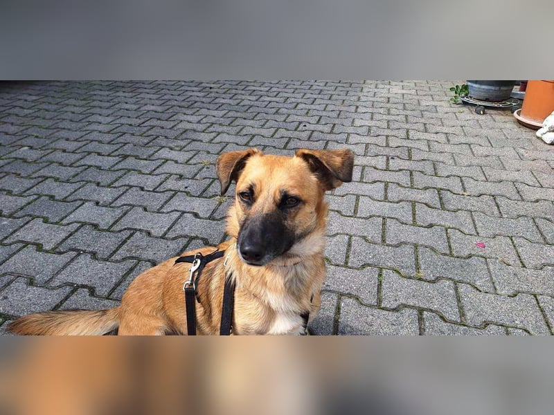 Liebevolle Hündin Lahja sucht ein Körbchen fürs Leben