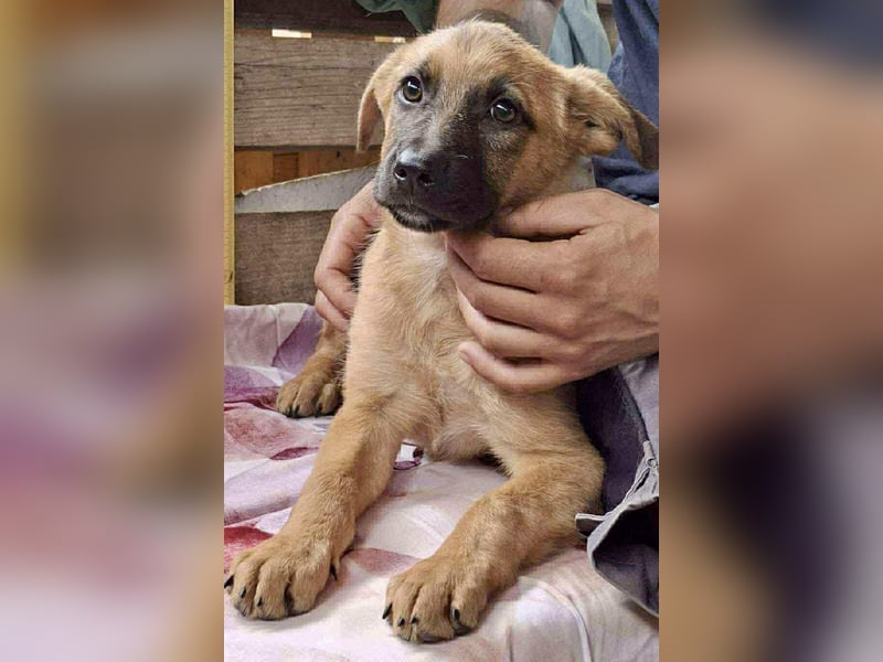 Shiva – 3,5 Monate jung, sucht liebevolle Kinderstube