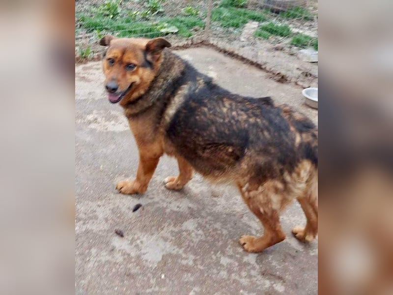 Mega verschmuste Seniorin Nikita