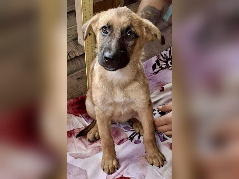 Shiva – 3,5 Monate jung, sucht liebevolle Kinderstube