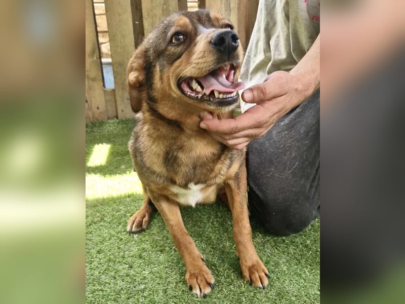 Kleine 9 kg Junghündin Fee ist freundlich und verschmust