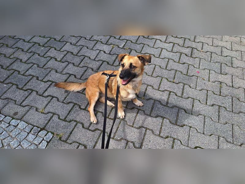 Liebevolle Hündin Lahja sucht ein Körbchen fürs Leben