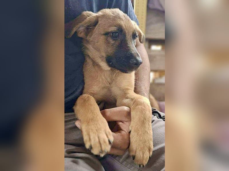 Shiva – 3,5 Monate jung, sucht liebevolle Kinderstube