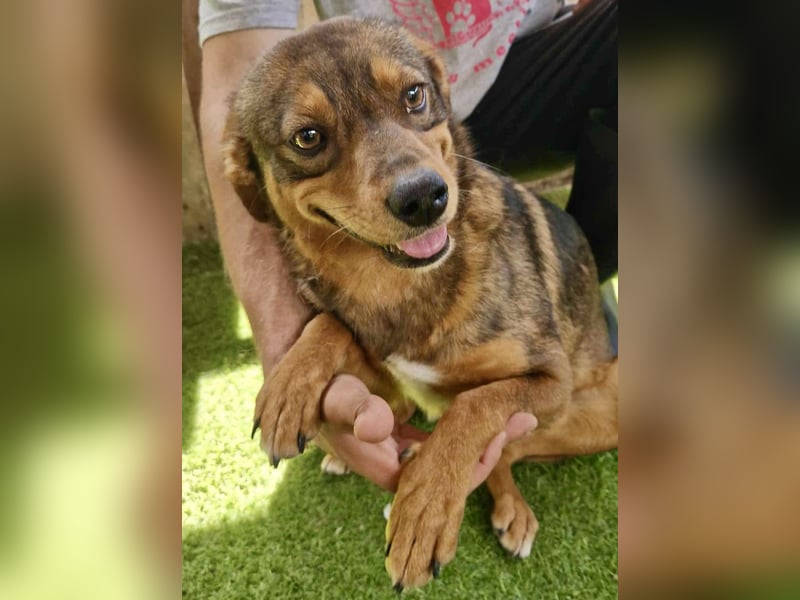 Kleine 9 kg Junghündin Fee ist freundlich und verschmust