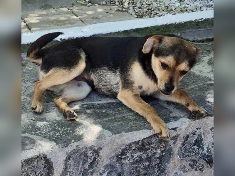 Finja - kleine 6 kg-Junghündin