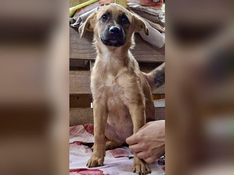 Shiva – 3,5 Monate jung, sucht liebevolle Kinderstube