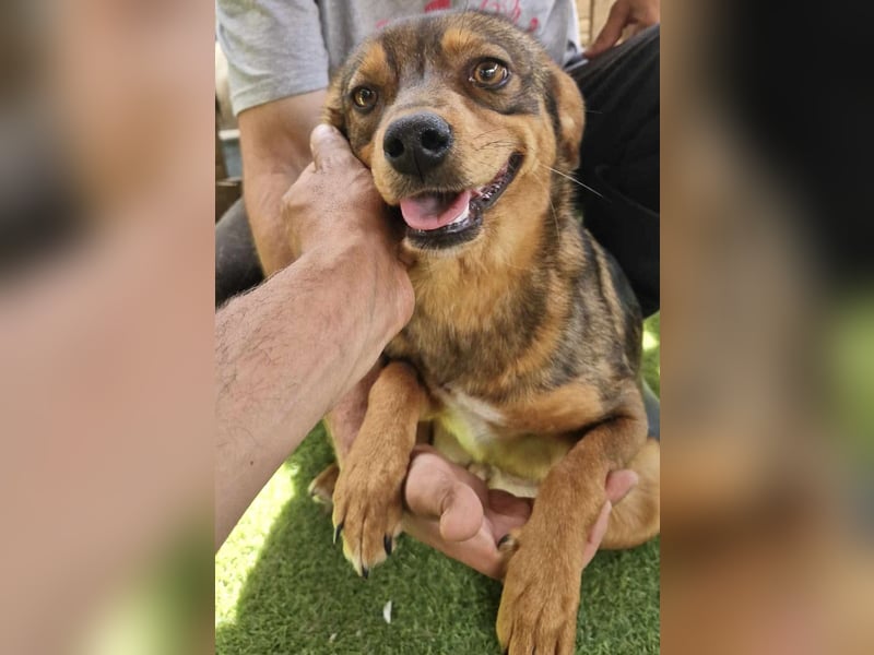 Kleine 9 kg Junghündin Fee ist freundlich und verschmust