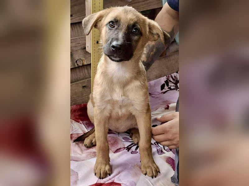 Shiva – 3,5 Monate jung, sucht liebevolle Kinderstube