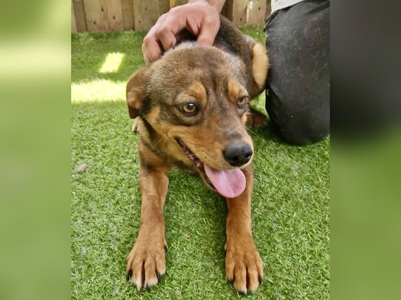 Kleine 9 kg Junghündin Fee ist freundlich und verschmust