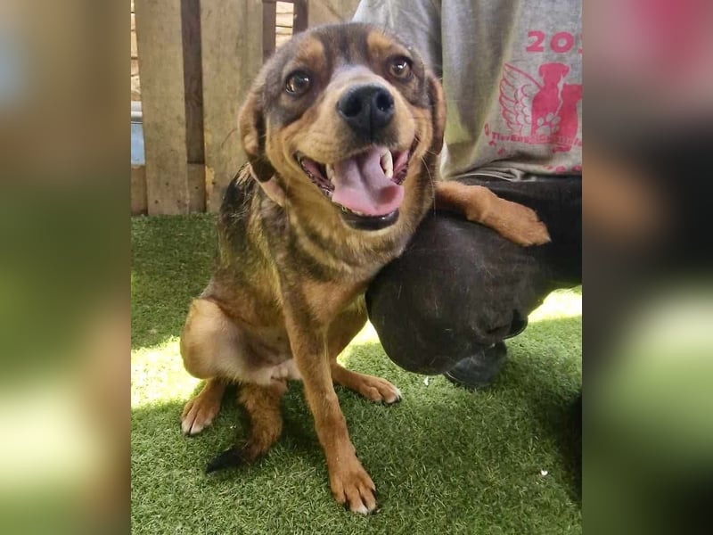 Kleine 9 kg Junghündin Fee ist freundlich und verschmust